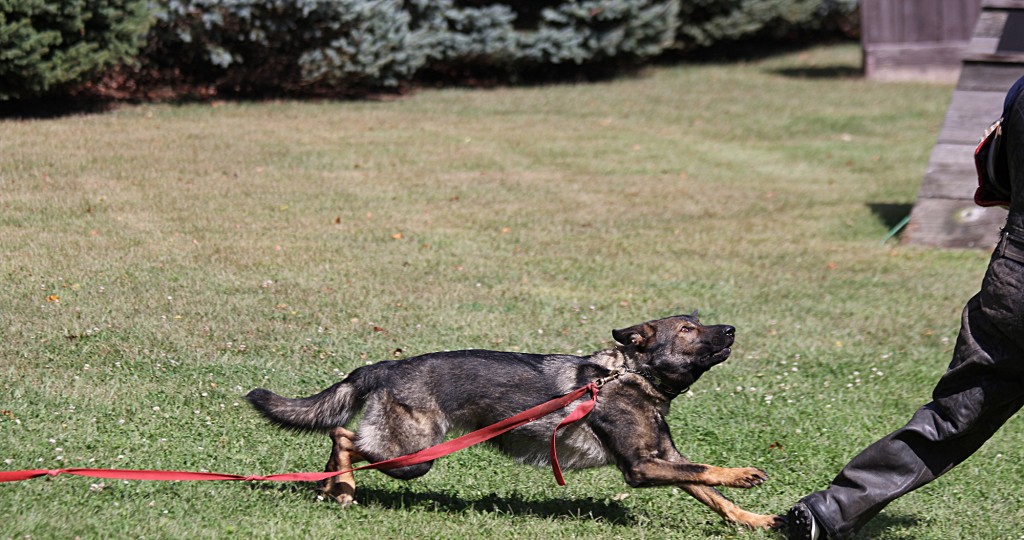 Protection Dog Training