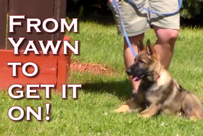 From Yawn to Get it On! Starting Puppy Bitework